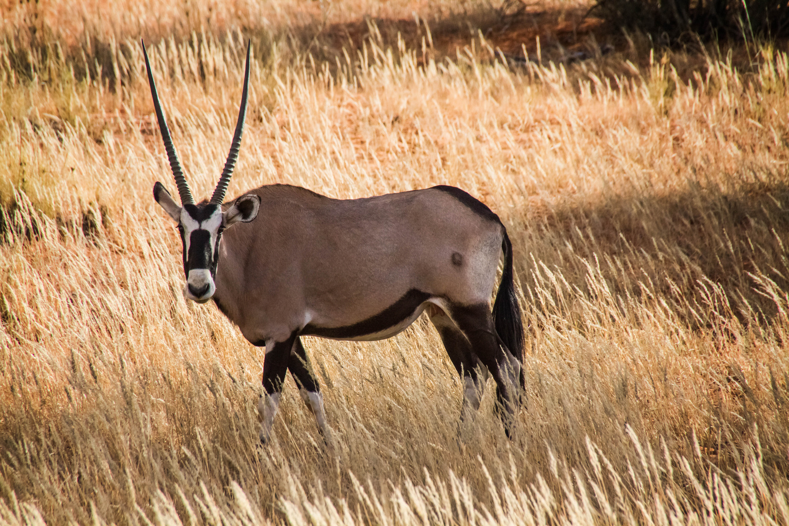 oryx antilope