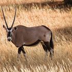 oryx antilope