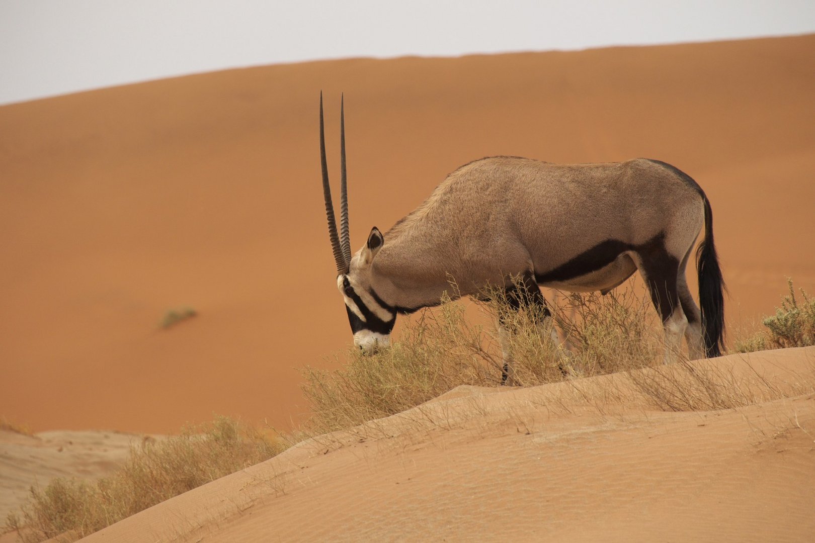 Oryx Antilope