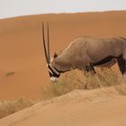 Oryx Antilope