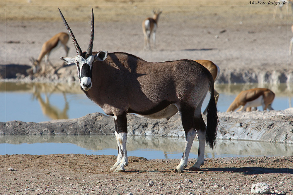 Oryx Antilope