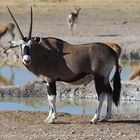 Oryx Antilope