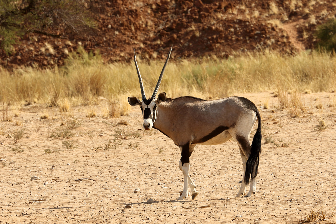 Oryx Antilope