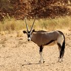 Oryx Antilope