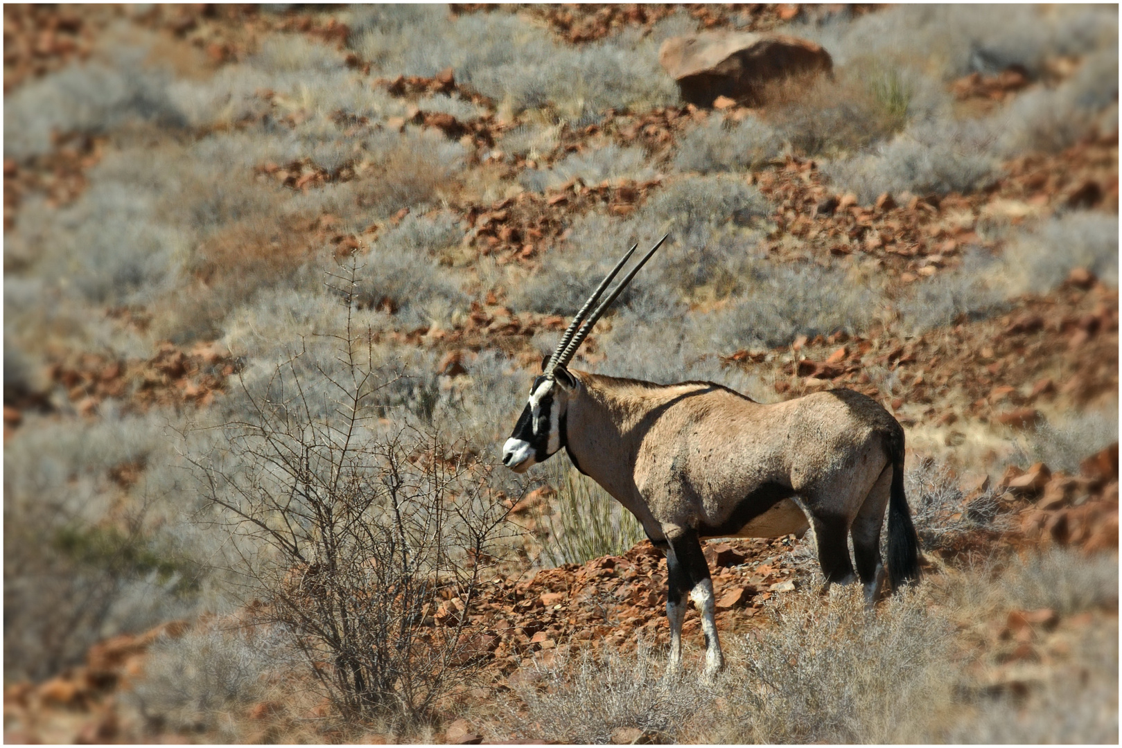 Oryx - Antilope