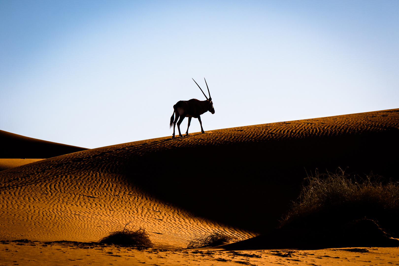 Oryx Antilope auf einer Düne