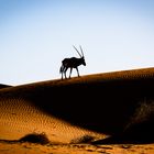 Oryx Antilope auf einer Düne