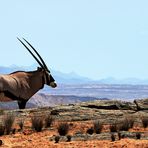 Oryx-Antilope