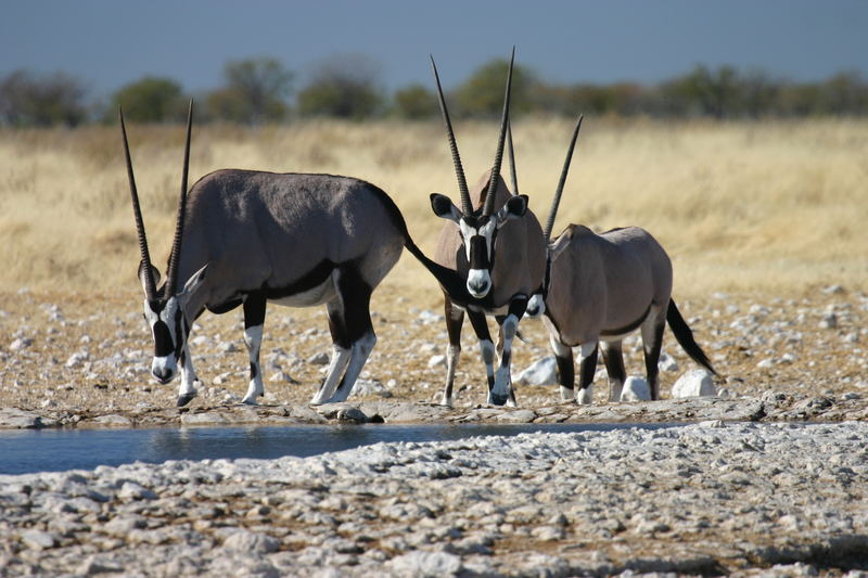 Oryx-Antilope