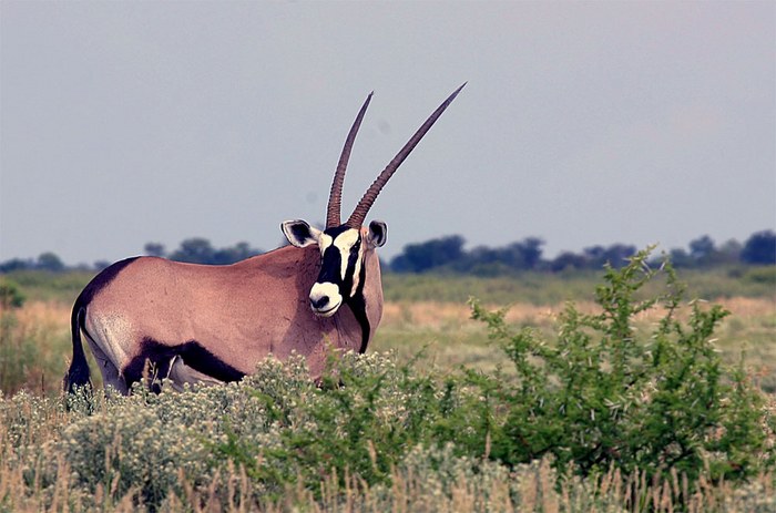 Oryx-Antilope