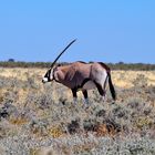 Oryx Antilope