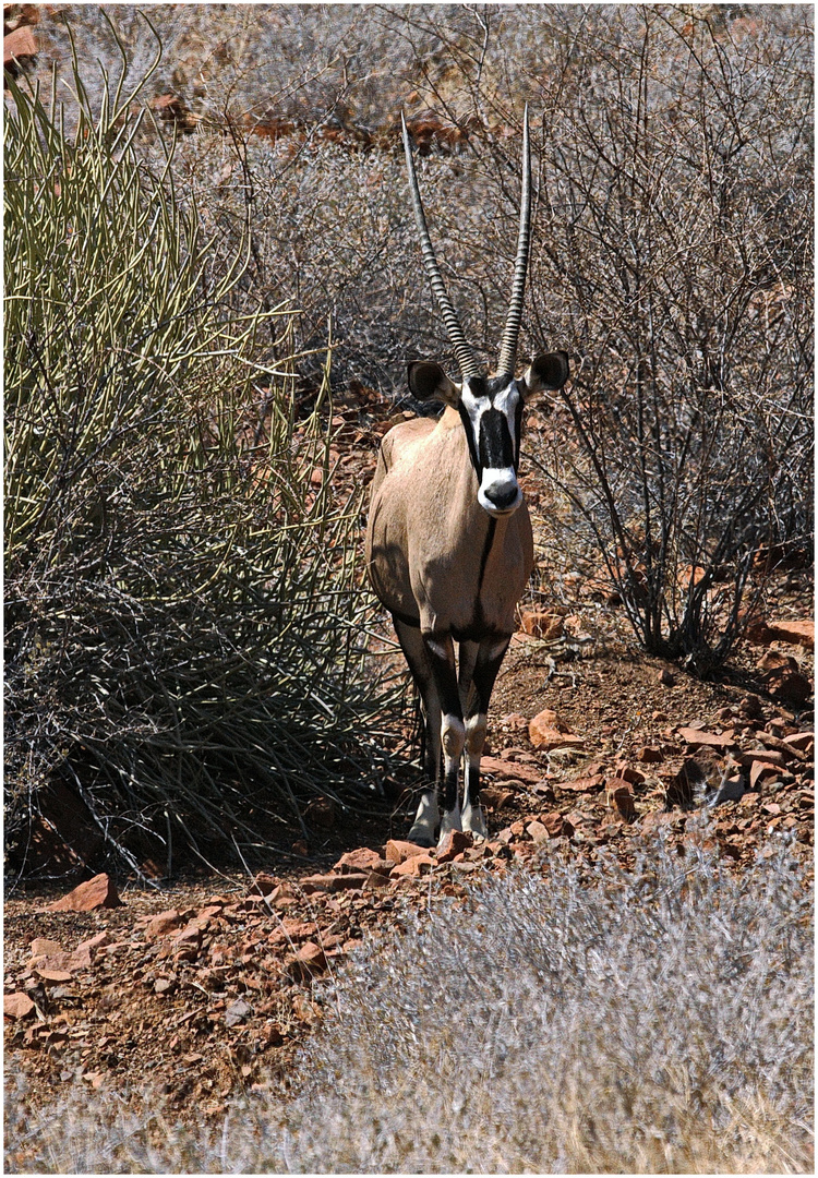 Oryx-Antilope