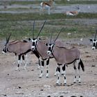 Oryx Antilope, das Wappentier von Namibia