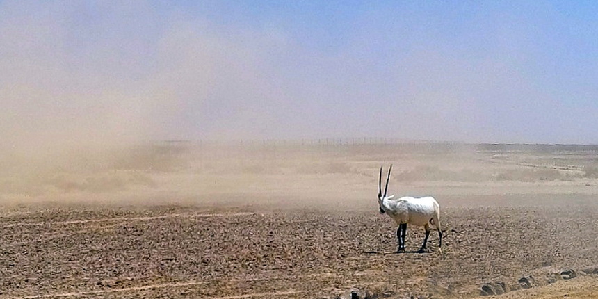 Oryx Antilope