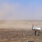 Oryx Antilope