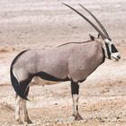 Oryx Antilope