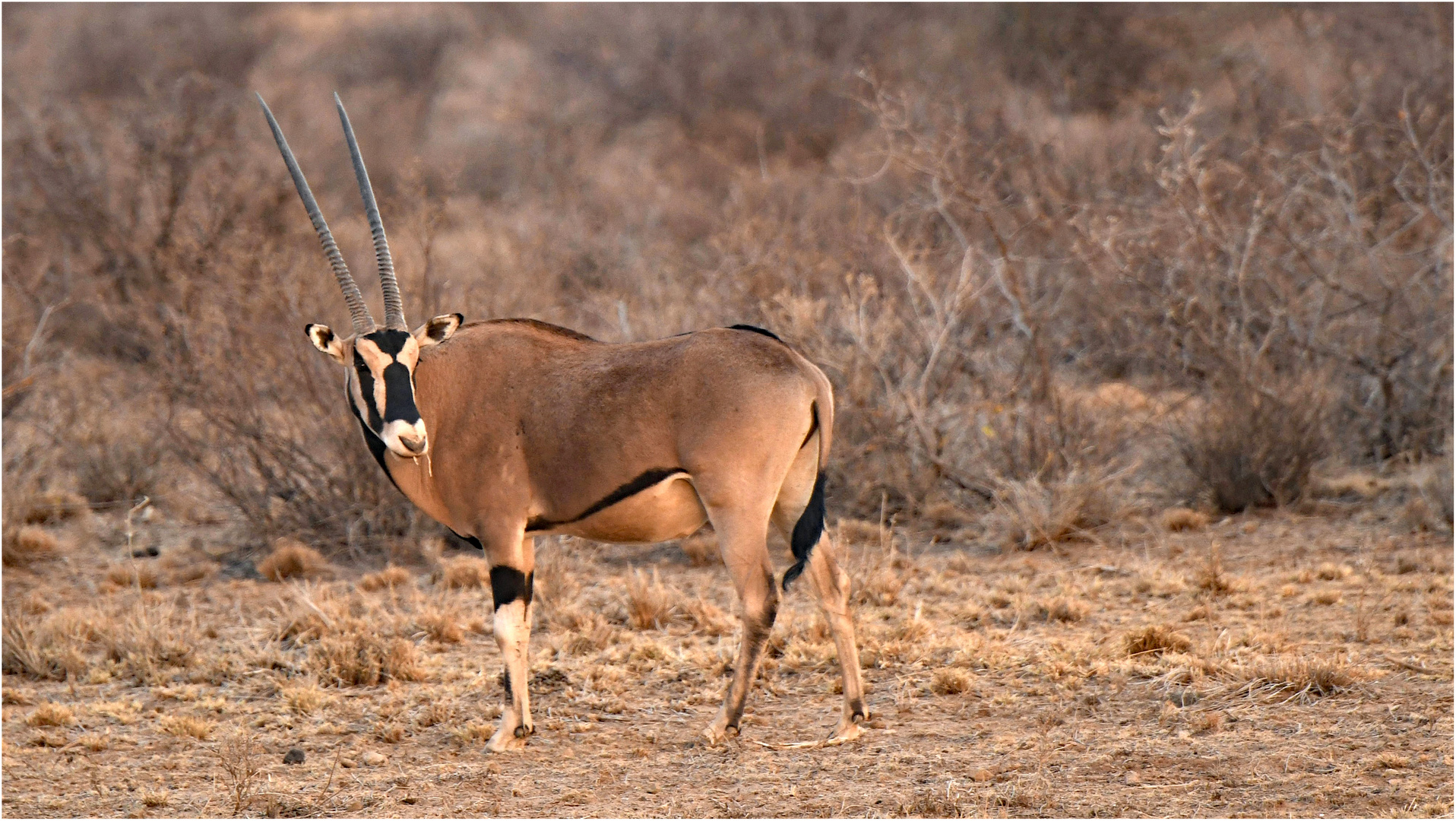 Oryx-Antilope im Samburu-NP (Kenia)