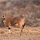 Oryx-Antilope im Samburu-NP (Kenia)