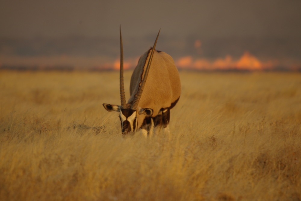 Oryx Antilope in der brenneden Kalahari Botswana