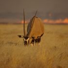 Oryx Antilope in der brenneden Kalahari Botswana