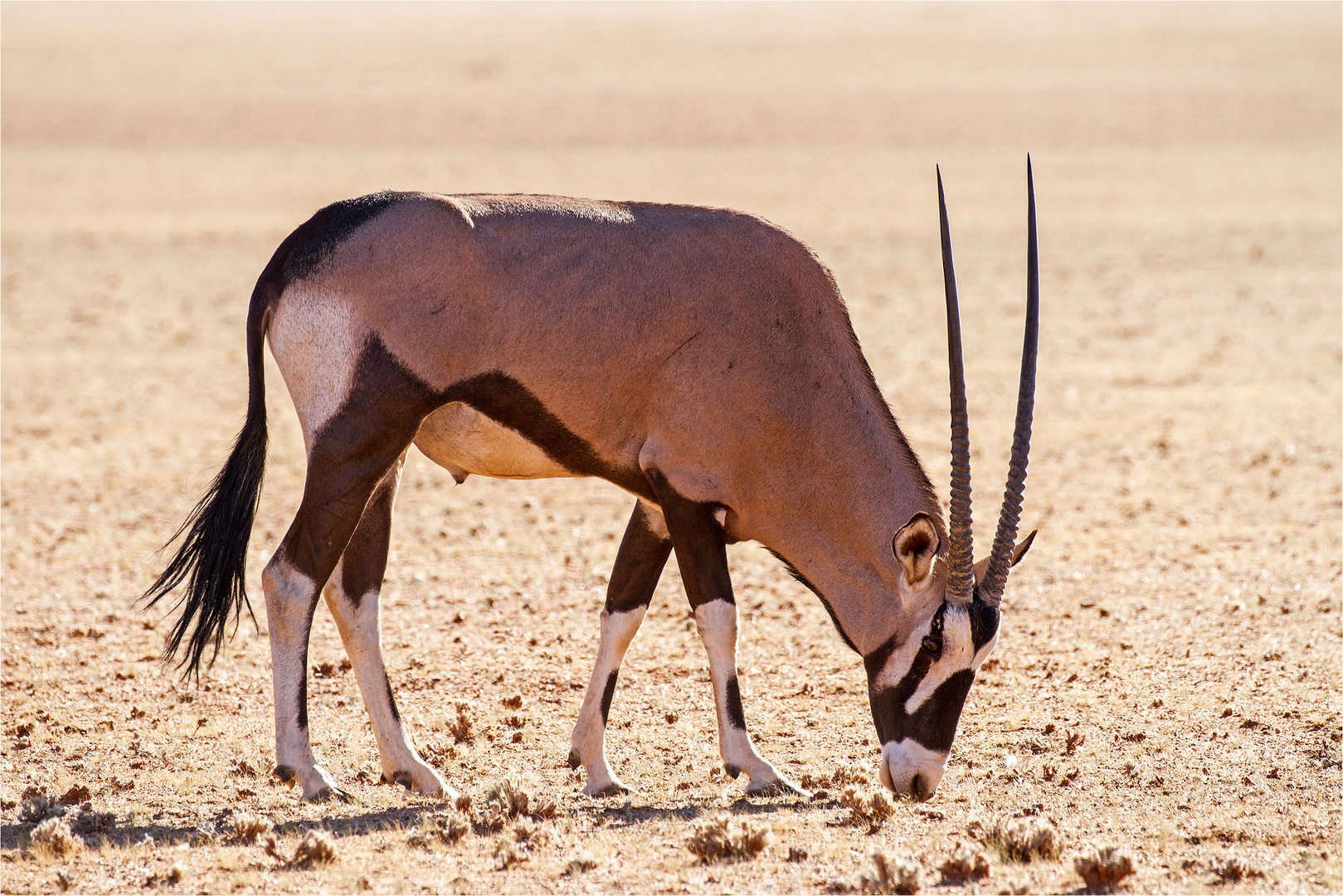 Oryx Antilope in der Namib