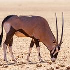 Oryx Antilope in der Namib