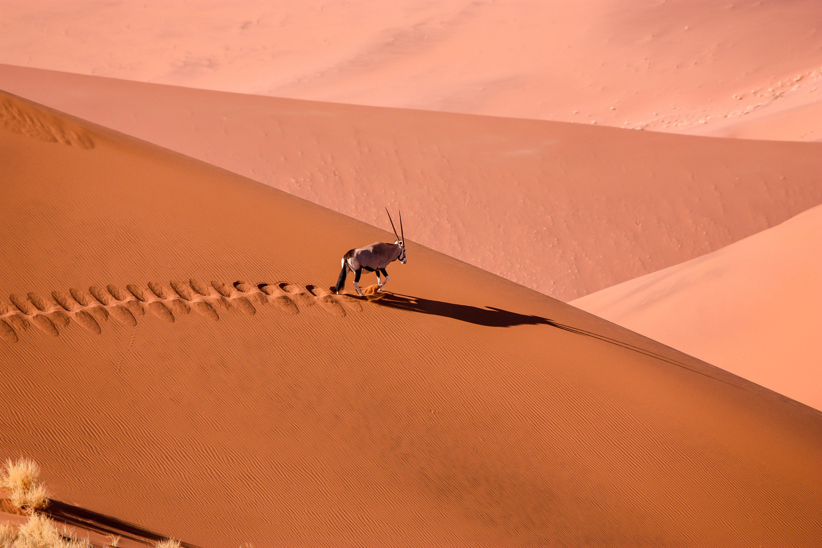 Oryx Antilope in der Namib Wüste