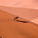 Oryx Antilope in der Namib Wüste