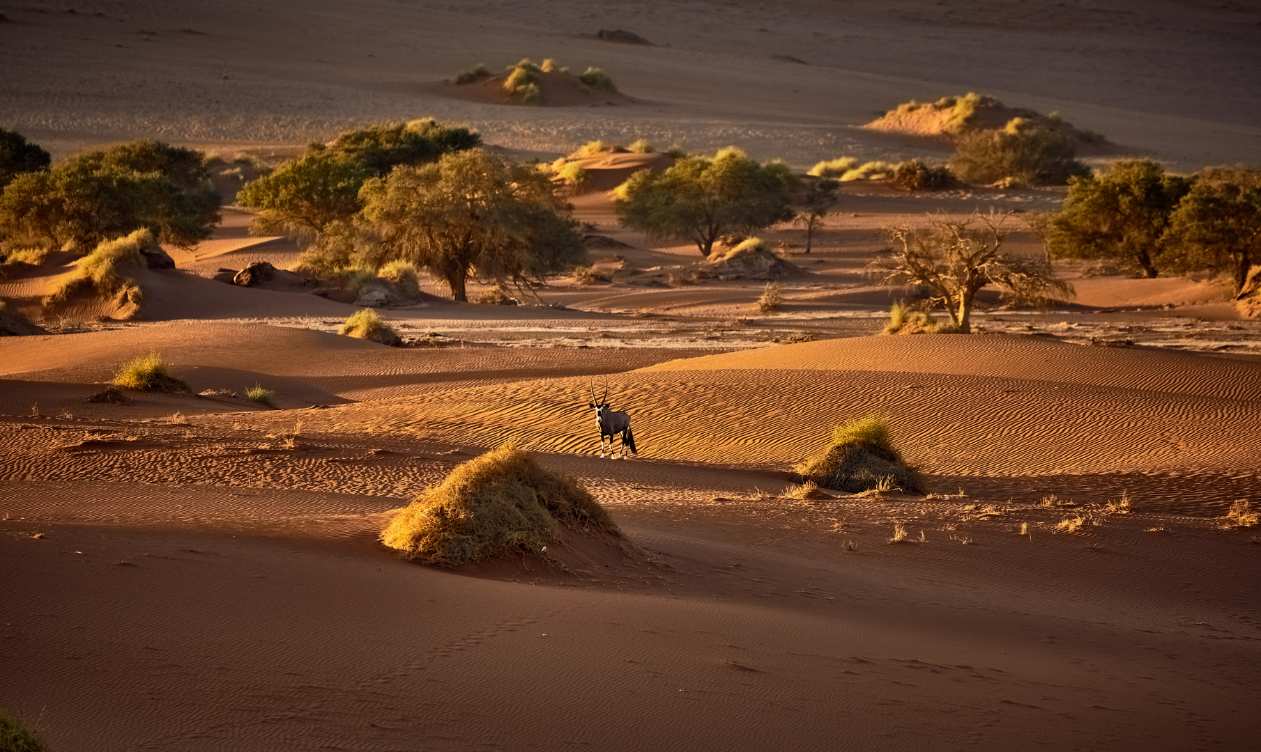 Oryx Antilope in der Wüste