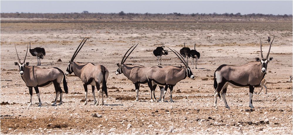 OryxAntilopen Foto & Bild africa, southern africa, namibia Bilder