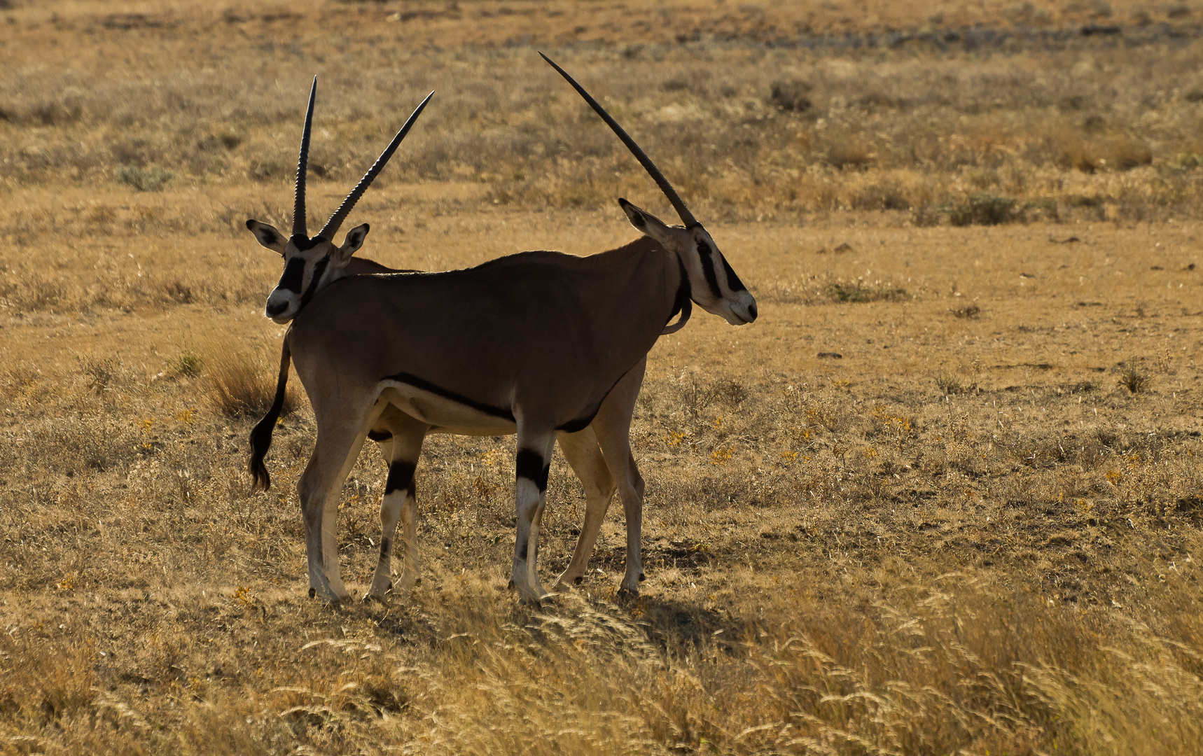 Oryx Antilopen