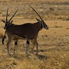 Oryx Antilopen