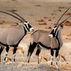 Oryx Antilopen