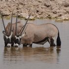 Oryx-Antilopen am Wasserloch