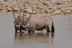 Oryx-Antilopen am Wasserloch