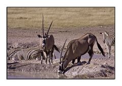 Oryx-Antilopen am Wasserloch