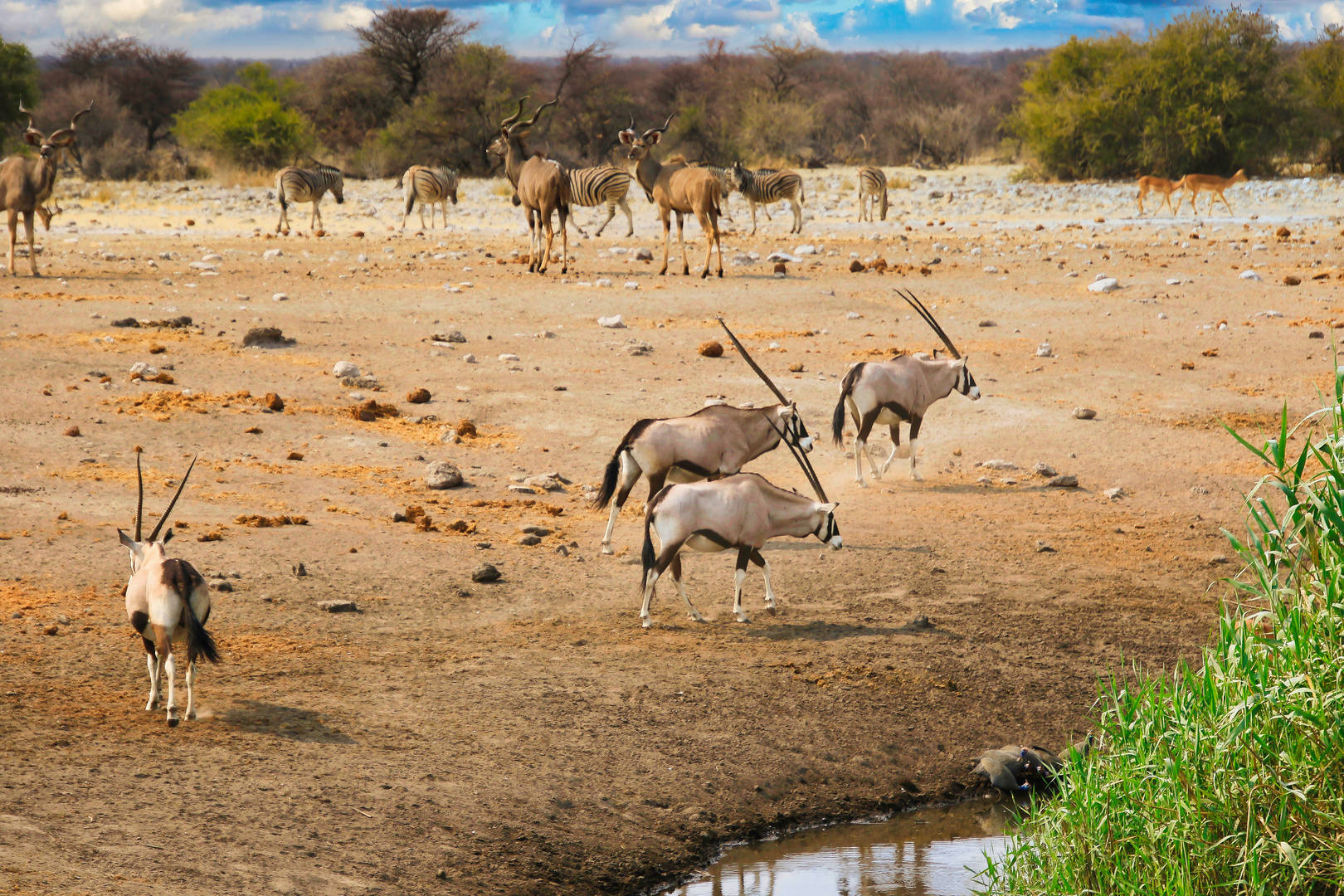 Oryx Antilopen am Wasserloch