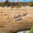 Oryx Antilopen am Wasserloch