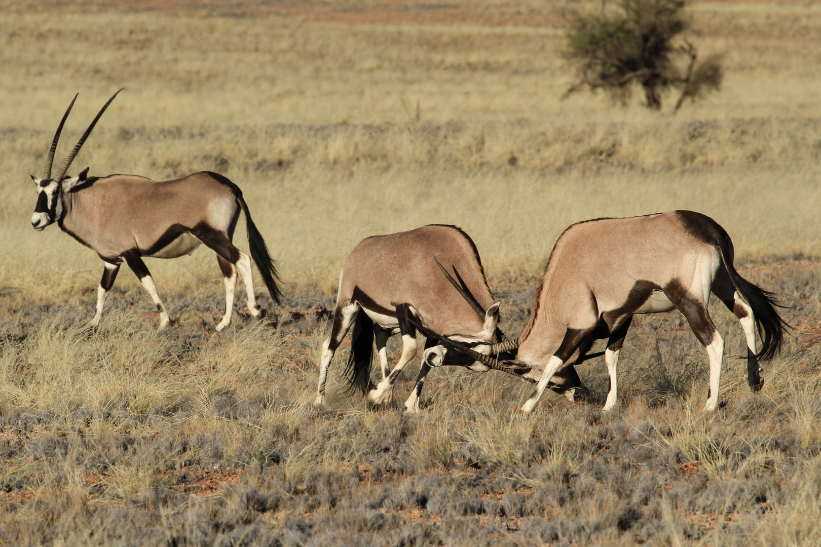 Oryx Antilopen beim Kräftemessen