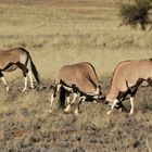 Oryx Antilopen beim Kräftemessen