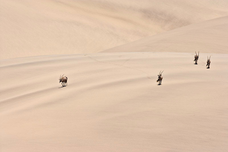 Oryx Antilopen durchqueren die Wüste Namib bei der Mittagshitze