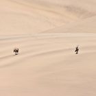 Oryx Antilopen durchqueren die Wüste Namib bei der Mittagshitze