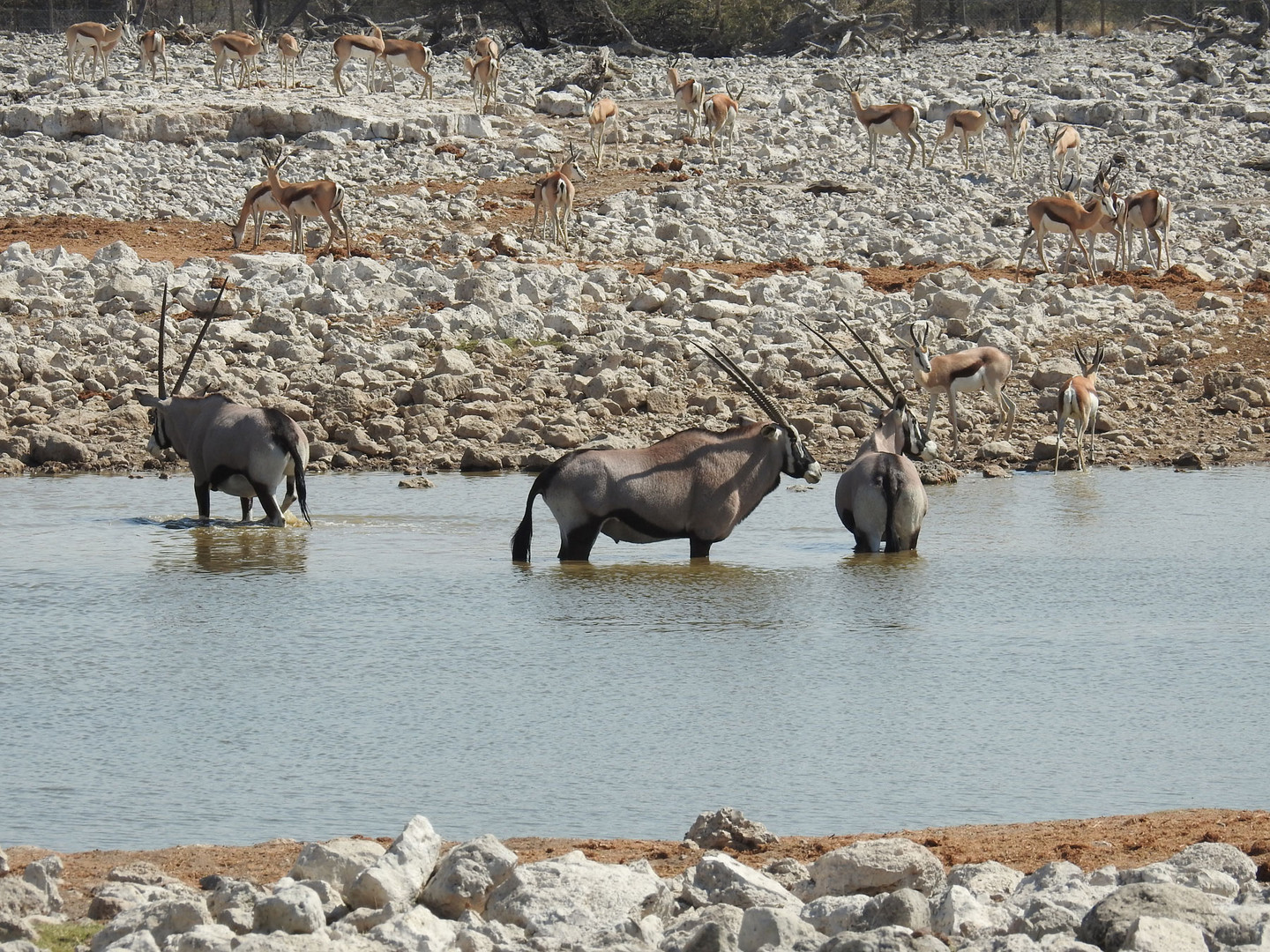 Oryx-Antilopen genießen das Wasser