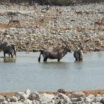 Oryx-Antilopen genießen das Wasser