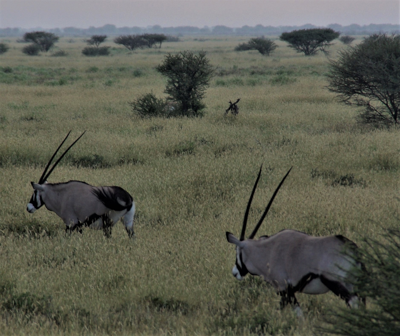 Oryx Antilopen im Etosha Park