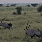 Oryx Antilopen im Etosha Park