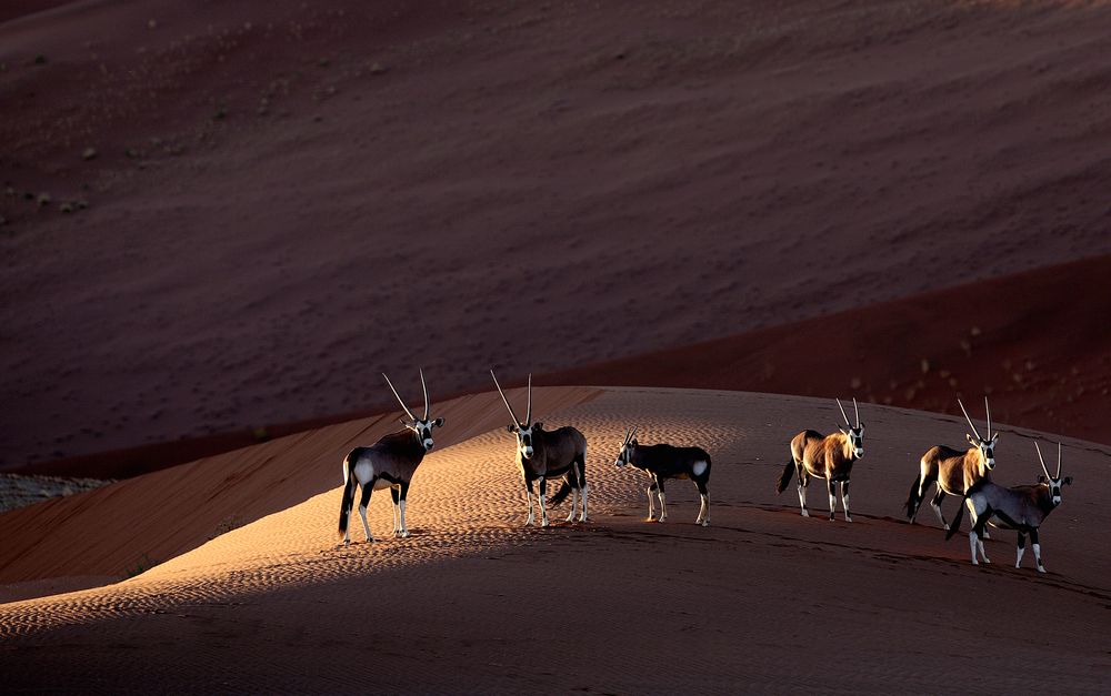 Oryx-Antilopen im Sossusvlei von Harald Pieta 