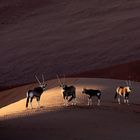 Oryx-Antilopen im Sossusvlei