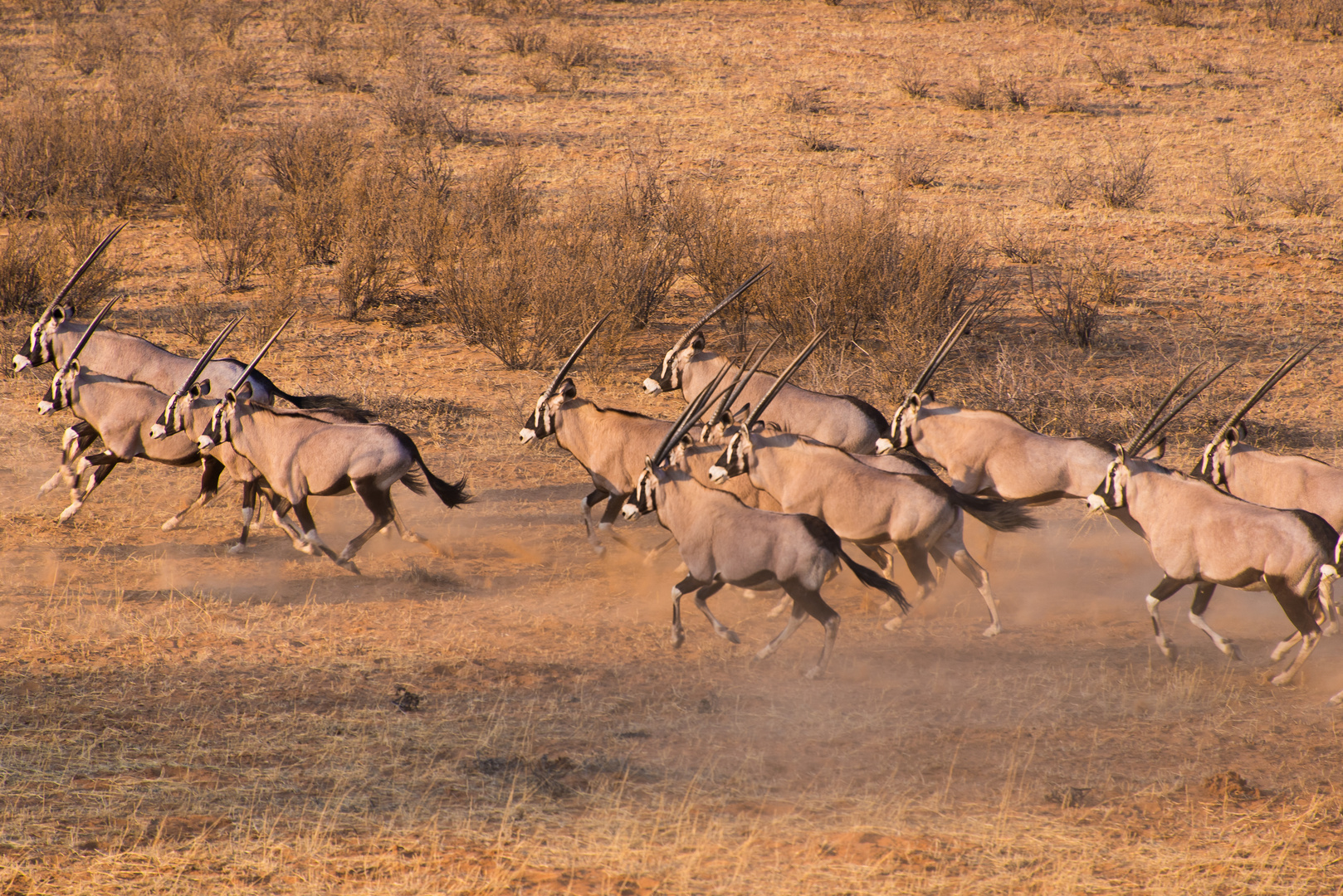 Oryx-Antilopen in der Kalahari