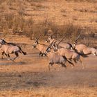 Oryx-Antilopen in der Kalahari